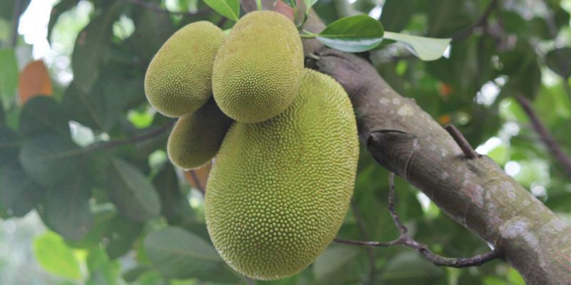 Jackfruit: Εξωτική γεύση με Αντιοξειδωτική Δράση