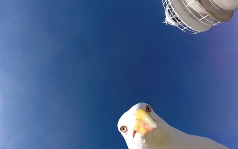 Γλάρος κλέβει GoPro από Γερμανό τουρίστα (video)