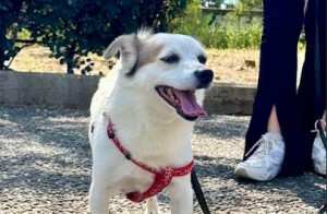 Λουτρό Αμφιλοχίας: Aναζητείται σκύλος – Δίνεται αμοιβή