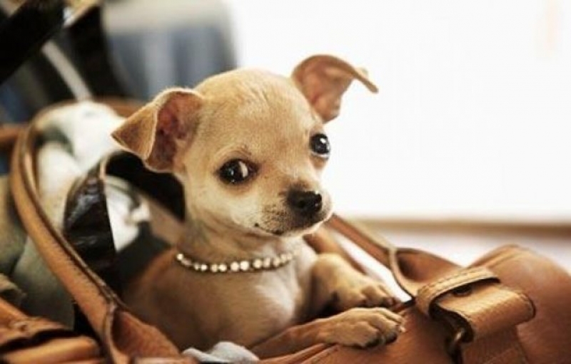 Χάθηκε Τσιουάουα στο κέντρο της πόλης