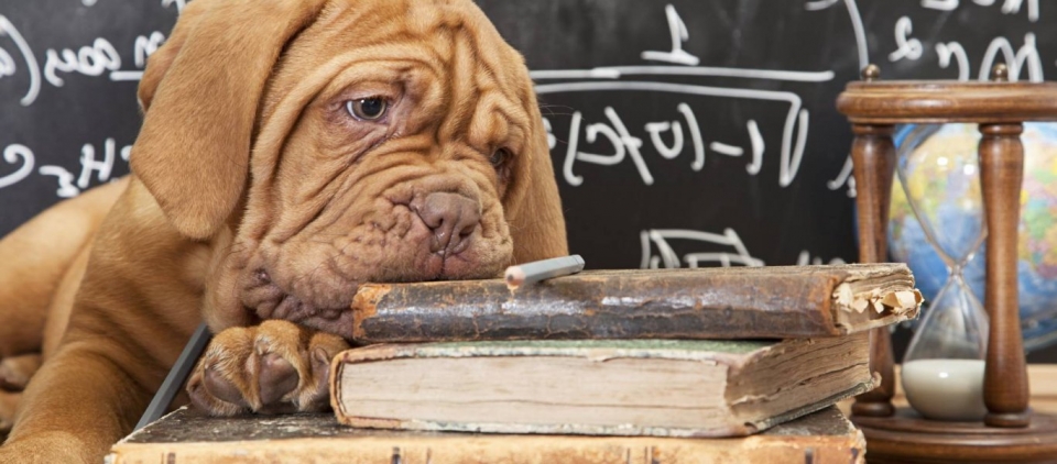 Σχολείο για... σκύλους: Μαθαίνουν γλώσσα και μαθηματικά! (βίντεο)