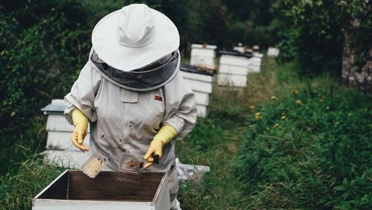 «Τρέχει» η προθεσμία για αιτήσεις συμμετοχής στο Μελισσοκομικό πρόγραμμα 2022