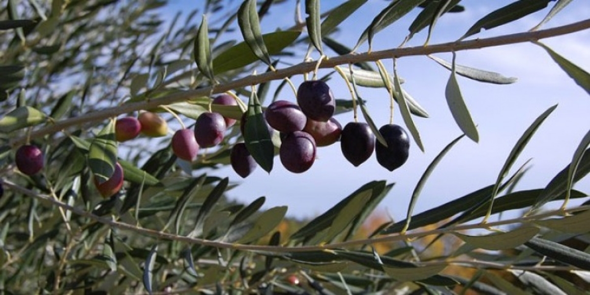 ΣτΕ: Μόνο οι Μεσσήνιοι παραγωγοί της ελιάς Καλαμών μπορούν να αναγράφουν την ένδειξη «Καλαμάτα»