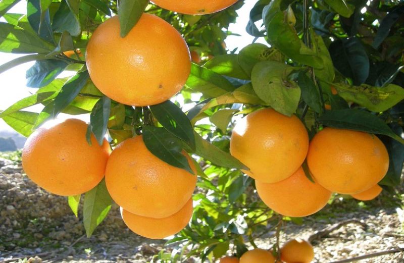 Στο 14% της ευρωπαϊκής παραγωγής πορτοκαλιών η Ελλάδα