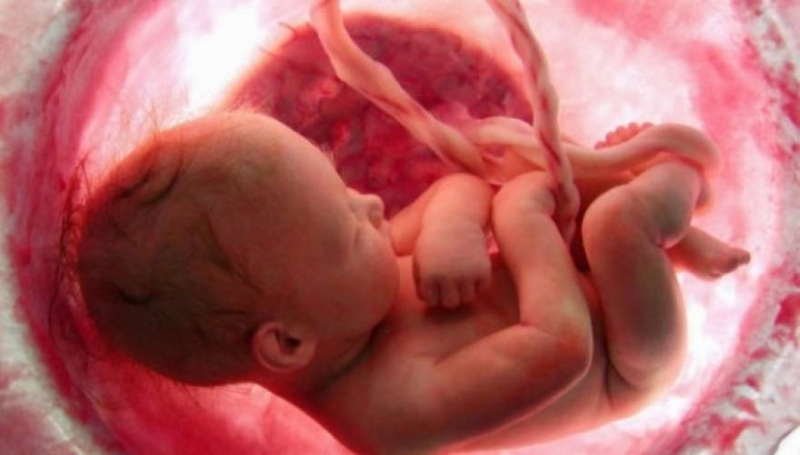 Τρομερό βίντεο: Το &quot;θαύμα&quot; της ζωής από τον έρωτα ως την γονιμοποίηση