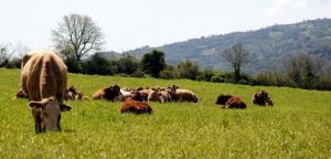 Παράταση πληρωμής των οφειλών των κτηνοτρόφων για τις βοσκήσιμες γαίες των ετών 2016 και 2017