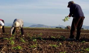 Επιδότηση έως 5.000 ευρώ για πληττόμενους αγρότες – Ποιοι θα πάρουν τα χρήματα