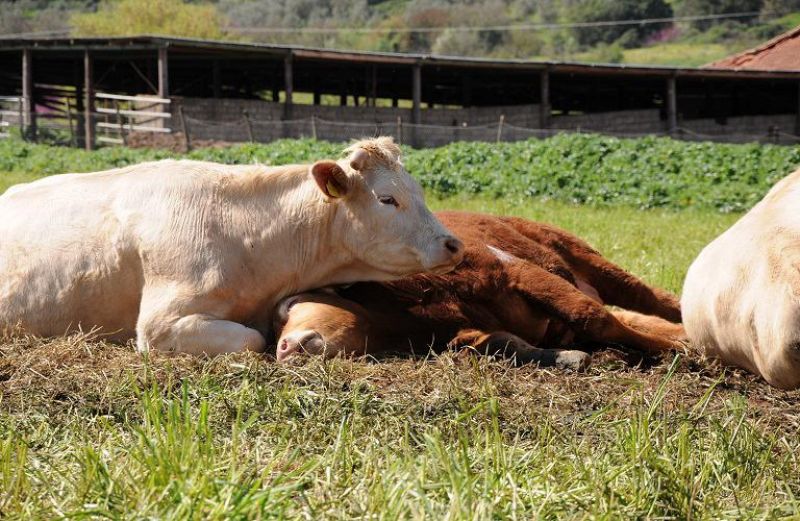 Πρόγραμμα ελέγχου και εκρίζωσης της βρουκέλλωσης των βοοειδών