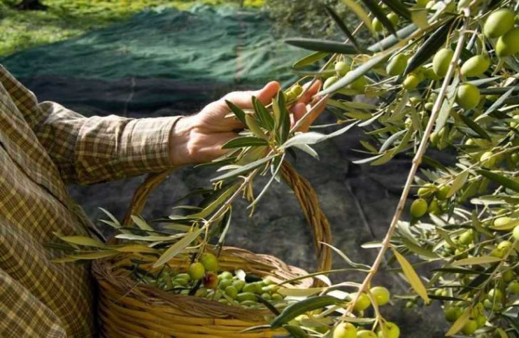 Έχετε πάνω από 21 ελαιόδεντρα; Η διαδικασία δήλωσης συγκομιδής – Πρόστιμα έως 5.000 ευρώ