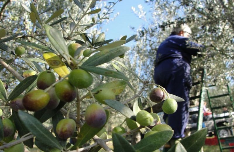 Ενωση Αγρινίου: Συνεχίζονται οι εκπαιδευτικές συναντήσεις για την ελαιοκαλλιέργεια (Πέμ 4 Μαΐου)