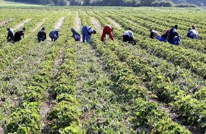 Όσα ισχύουν για τη μετάκληση πολίτη τρίτης χώρας για απασχόληση σε αγροτικές εργασίες