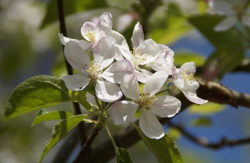 Οδηγίες φυτοπροστασίας για μηλιές-αχλαδιές