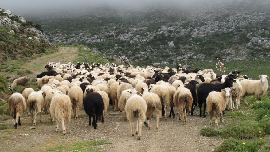 ΟΠΕΚΕΠΕ: 73χρονη φέρεται να πήρε 900.000 ευρώ χωρίς να έχει στρέμμα γης
