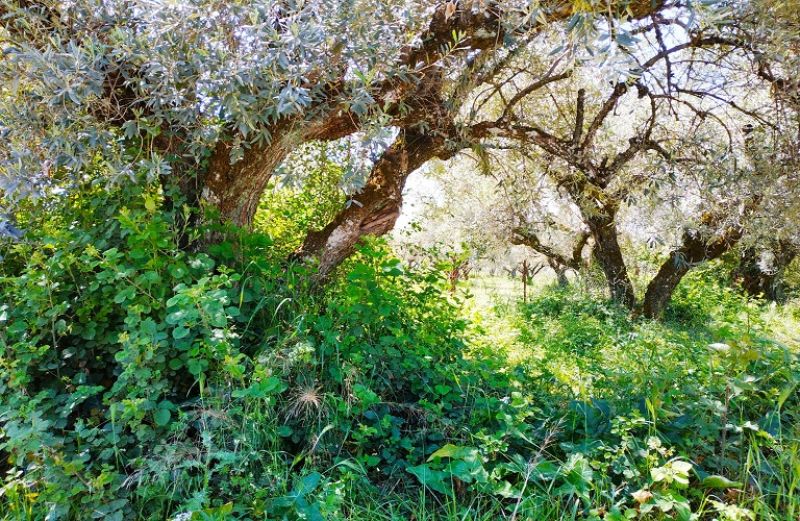 Ελαιώνες: οδηγός αντιμετώπισης ζιζανίων