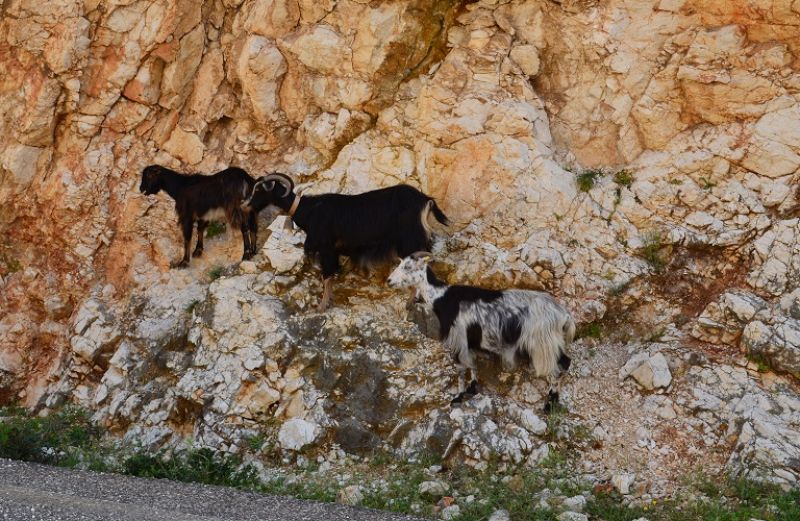 Ολοκληρώθηκε η αξιολόγηση για τις Σπάνιες Φυλές