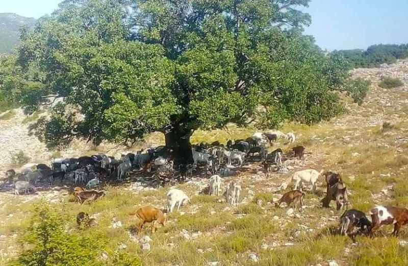 Κατατέθηκε η τροπολογία για τις Διεπαγγελματικές