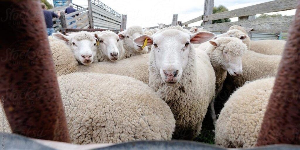 ΟΑΣ Αιτωλοακαρνανίας: Τσακίζουν το εισόδημα των κτηνοτρόφων κατά τη σφαγή