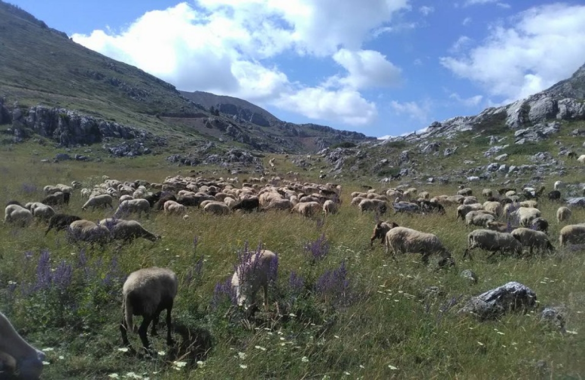 Κλείνει η μεγαλύτερη εκκρεμότητα της ελληνικής κτηνοτροφίας