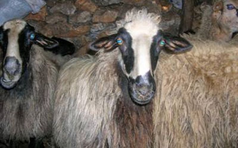 Κτηνοτροφικές μνήμες-διατροφή: Η ποικιλία “πρόβατο Αγρινίου” που τείνει να εξαφανιστεί