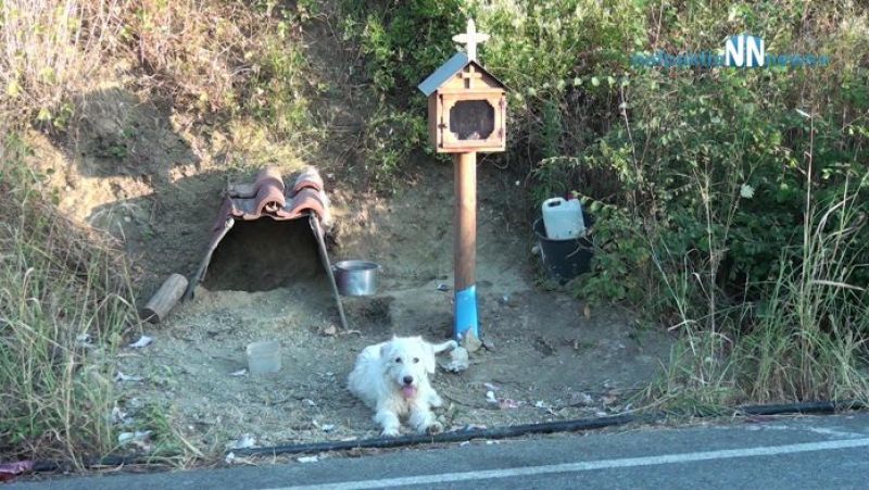 Ο «Χάτσικο» της Ναυπακτίας: Σκυλάκος ζει δίπλα στο εικόνισμα του αφεντικού του (βίντεο)