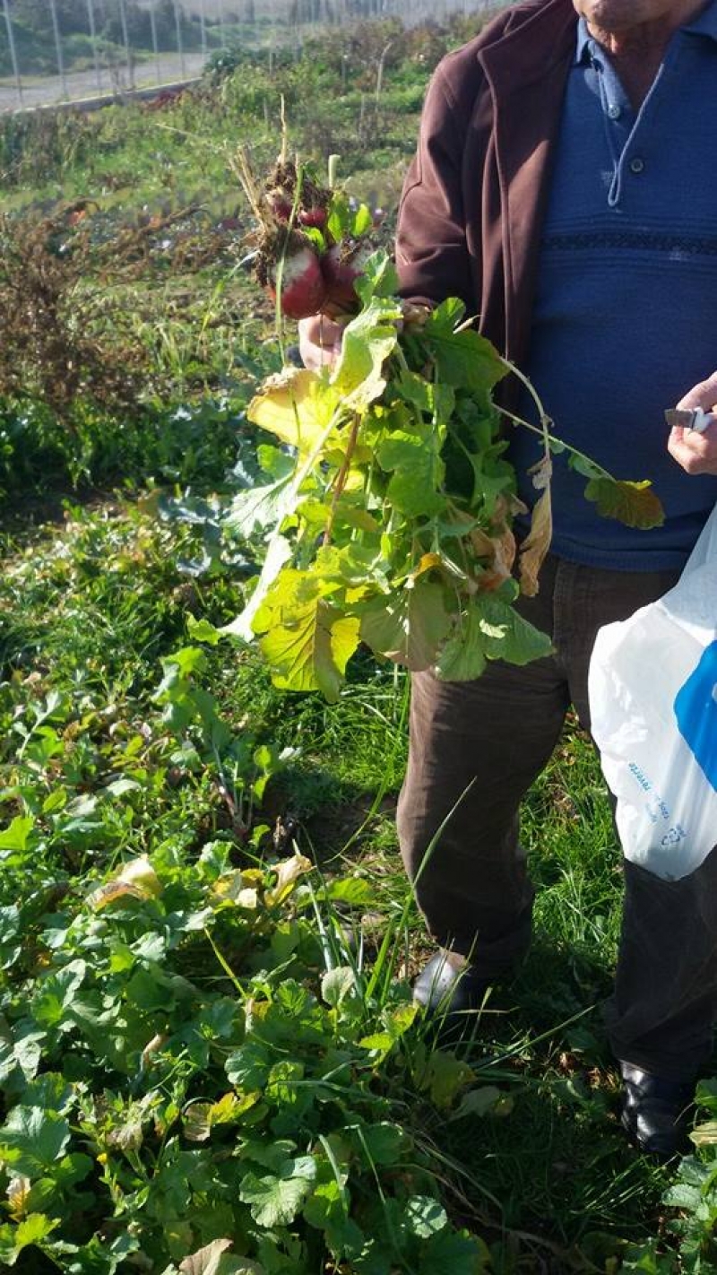 Δημοτικός Λαχανόκηπος Αγρινίου: Ξεκινούν οι ανοιξιάτικες καλλιέργειες και οι αιτήσεις