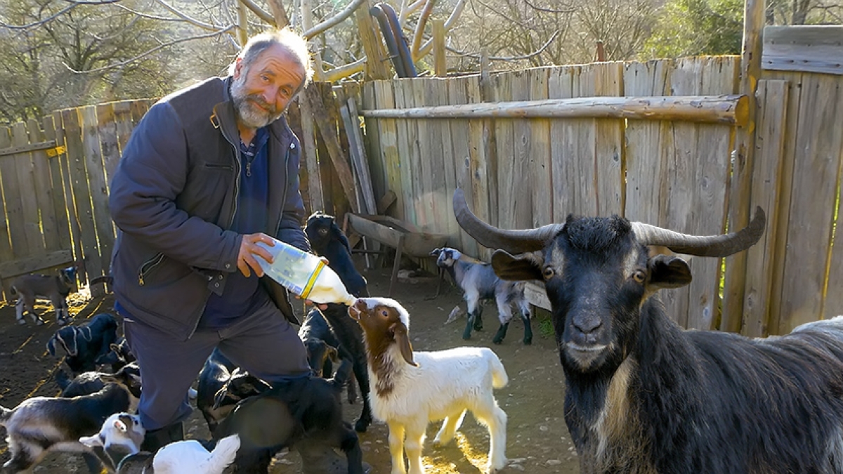 Τα κοπάδια του Παύλου - Η ζωή ενός παραδοσιακού κτηνοτρόφου (βίντεο)