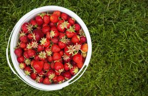 10 λόγοι για να τρώτε πολλές φράουλες