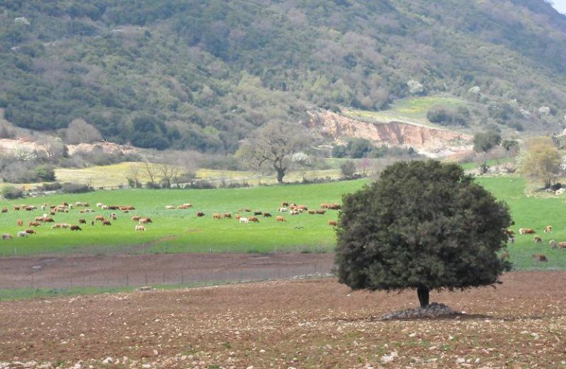 Κατανομή βοσκοτόπων