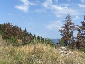 Αγρίνιο: Συνεχίζουν να ξεραίνονται τα έλατα σε Άγιο Βλάσιο και Χούνη - Επιτακτική η ανάγκη λήψης μέτρων