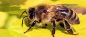 Τι θα συμβεί στην ανθρωπότητα αν εξαφανιστούν οι μέλισσες;