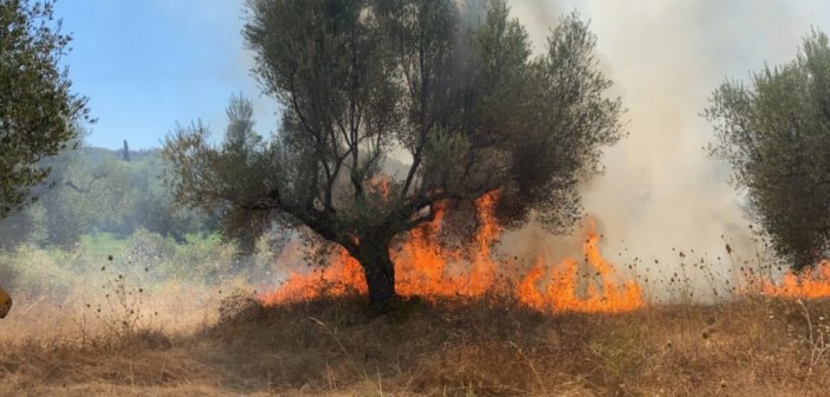 Υπό έλεγχο η πυρκαγιά στην Γαβρολίμνη Ναυπακτίας (video)