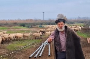 Αμφισβητείται η ύπαρξη της «σπάνιας φυλής αιγοπροβάτων Ρουμλουκίου», τι καταγγέλλει καθηγητής κτηνιατρικής