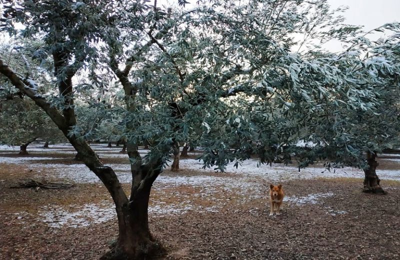 Οδηγίες για τη χειμερινή φυτοπροστασία στα ελαιόδεντρα