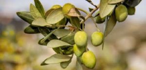 Τιμοκατάλογος παραλαβής για τις πράσινες και τις ξανθές ελιές από την Ένωση Αγρινίου
