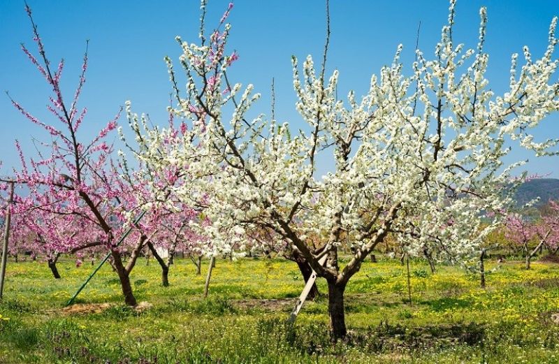 Αντιμετώπιση ασθενειών και εχθρών στα μηλοειδή