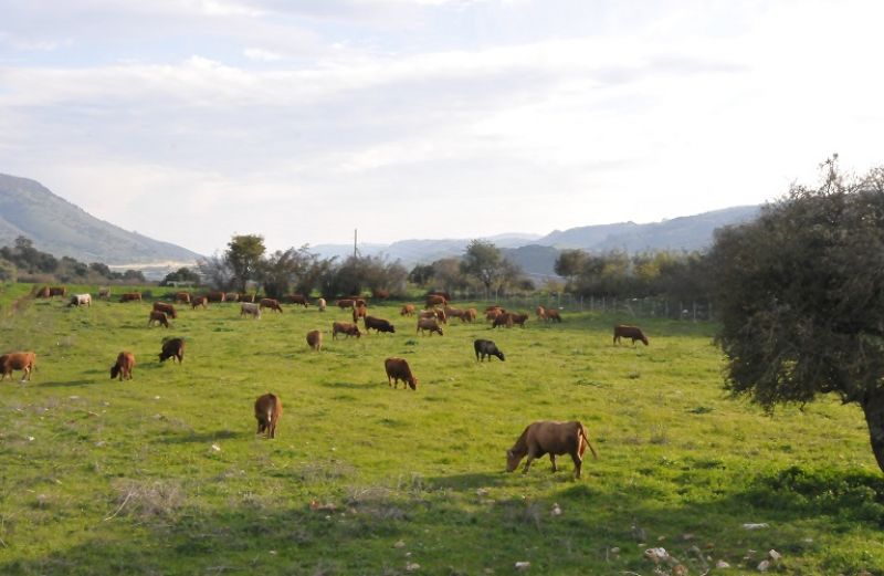 1,6 εκατ. ευρώ πλήρωσε ο ΟΠΕΚΕΠΕ