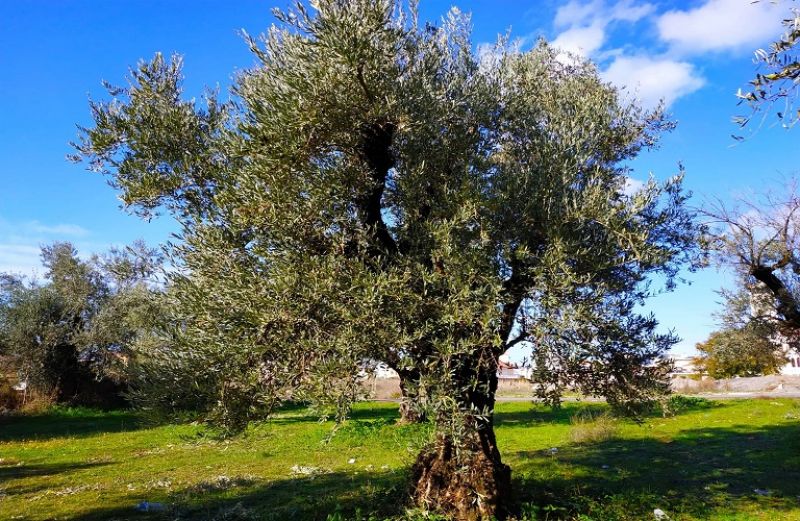 Η Ευρωπαϊκή Επιτροπή να ενισχύσει τον ελαιοκομικό κλάδο