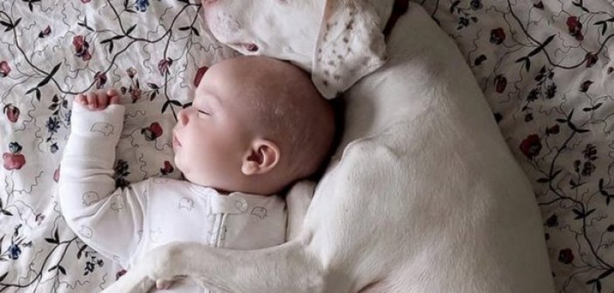 Κακοποιημένη σκυλίτσα φοβάται τους πάντες εκτός.. από το 11 μηνών μωράκι της νέας της οικογένειας