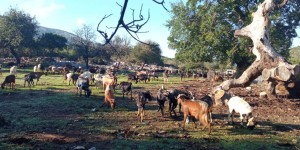 Η Παραδοσιακή Κτηνοτροφία στο Ξηρόμερο Αιτωλοακαρνανίας