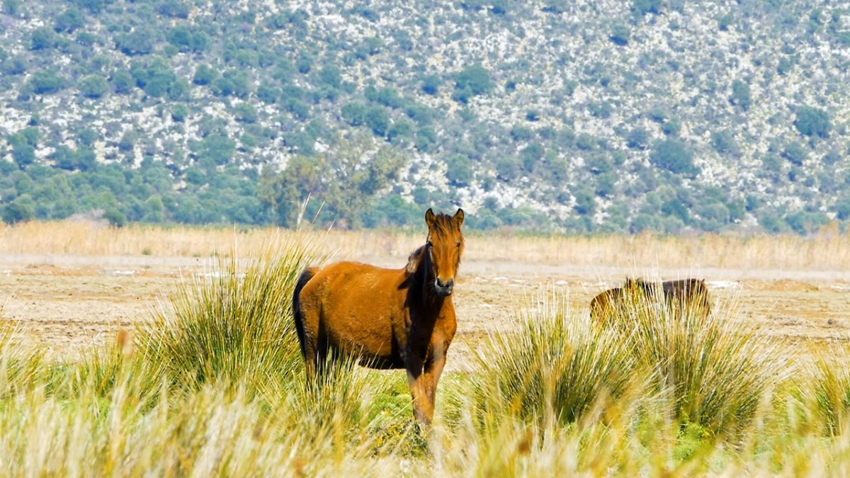 Τα άγρια άλογα στο Λούρο | wild horses (Βίντεο)
