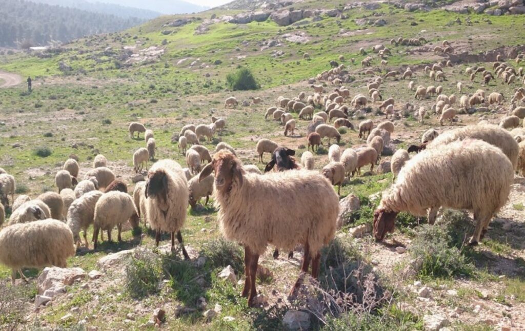 Άρχισαν συλλήψεις για παραβίαση των μέτρων βιοασφάλειας για την ευλογιά των αιγοπροβάτων