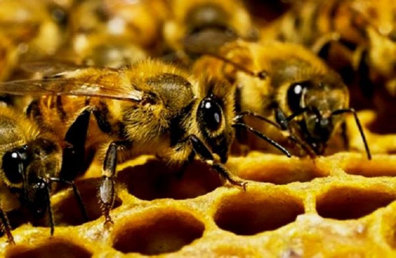 Οι προσπάθειες της ΕΕ για την υγεία των μελισσών