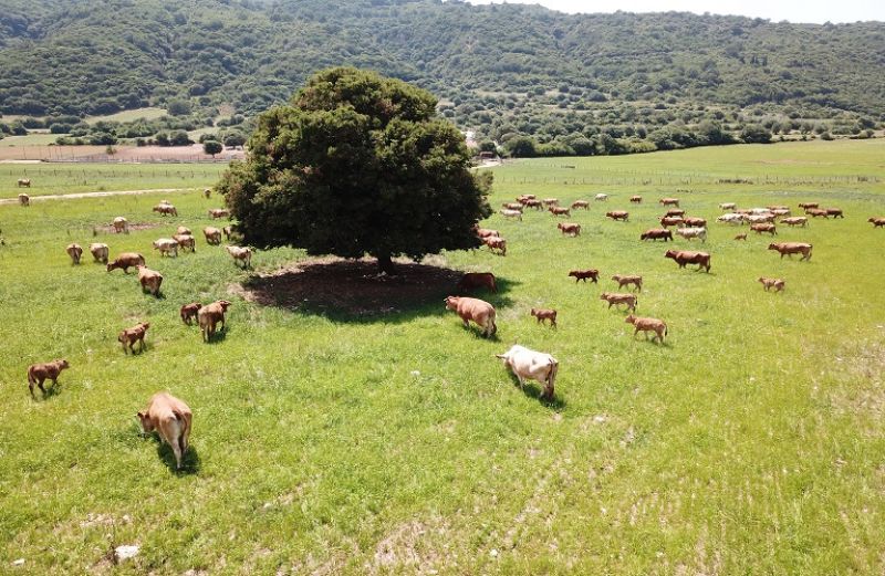 Έναρξη διαδικασίας Μεταβίβασης Δικαιωμάτων