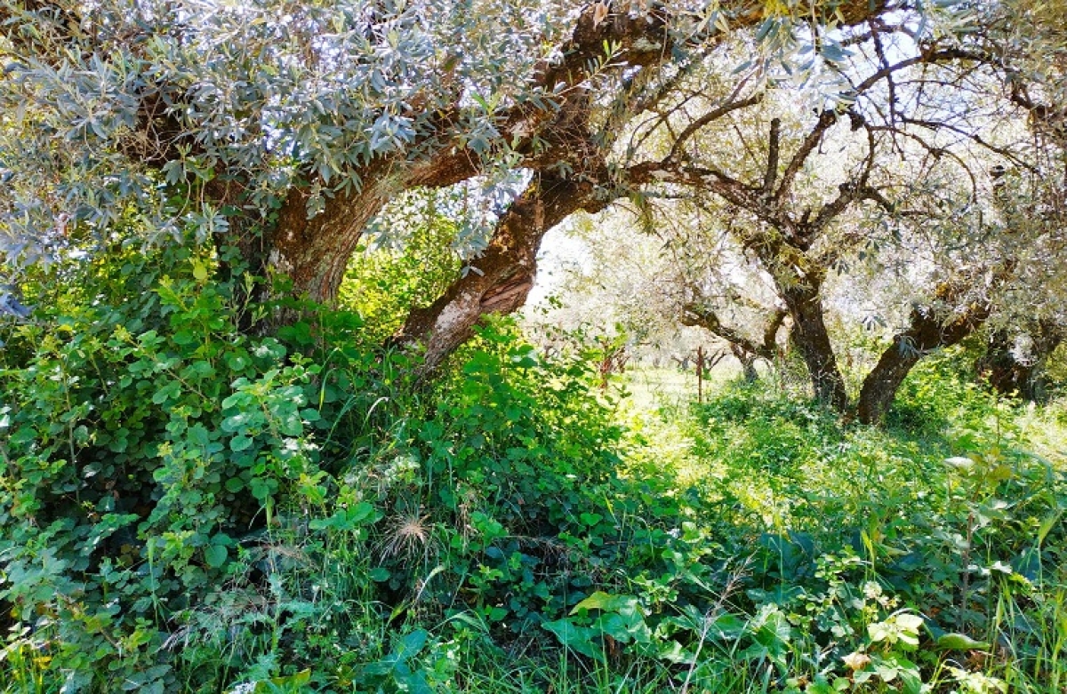 Ζιζάνια στα λιοστάσια και η καταπολέμησή τους