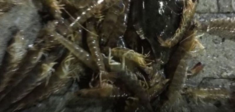 Τα τυχερά της Αμφιλοχίας! Η «Ωκεανίς» έφερε γαρίδες, γλώσσες και σουπιές