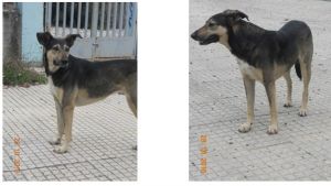 Χάθηκε σκυλί στο Αγρίνιο