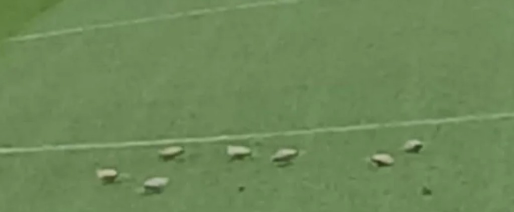 Εφτά περιστέρια στην Τούμπα – Ένα απροσδόκητο περιστατικό λίγο πριν το ΠΑΟΚ-Πανσερραϊκός