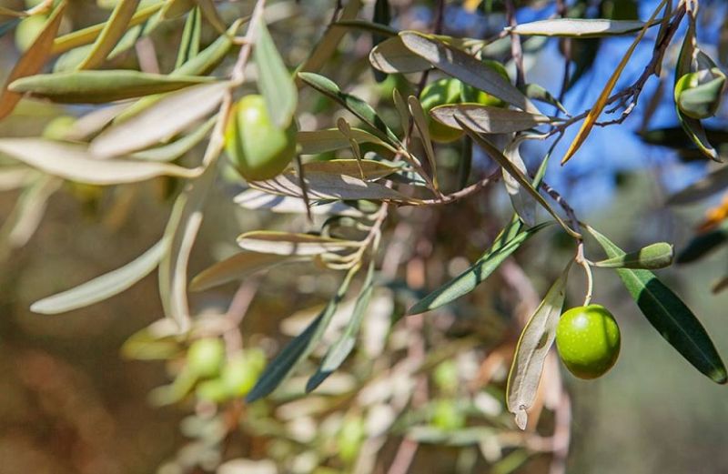 Ελιές: οι ασθένειες της περιόδου και η αντιμετώπισή τους