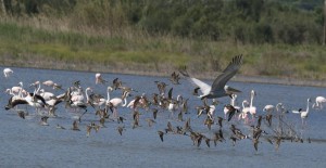 «Φτερωτοί ταξιδιώτες στον Βάλτο Φοινικιάς»