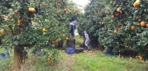 Καλύβια: Συγκομιδή πορτοκαλιών μετ΄ εμποδίων